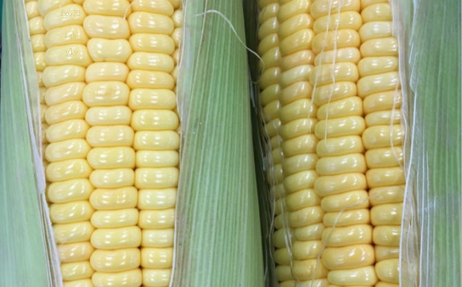 金属期货及农产品期货日评